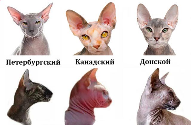 Сфинкс канадский донской и петерболд. Канадский и донской сфинкс. Как отличить сфинкса. Сфинкс канадский донской и петерболд. Донской сфинкс отличие от канадского.