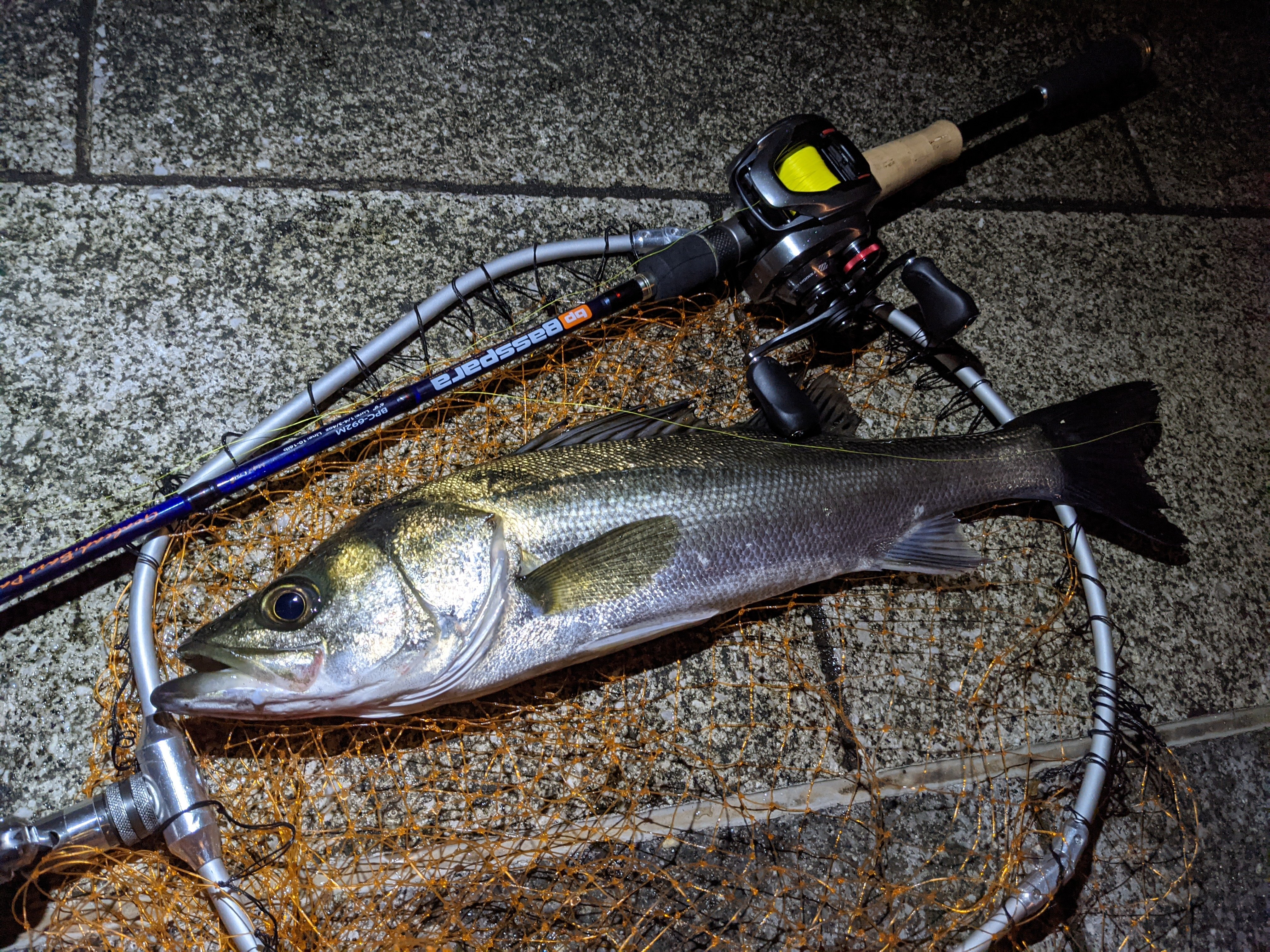 Teruhiko Kusunoki 家の裏の護岸際に謎の怪魚が居る ライトタックル でなすすべなく糸を全部出されて切られた 2回たて続けに その後強タックルを取りに帰って再挑戦したけど普通のシーバスしか釣れず アレは何だったんだろうなー エイかなー 1cm