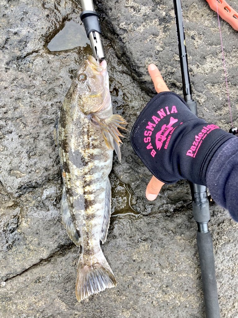 GenNakata1's tweet photo. 色んなサイズが数釣れました😌
苦手意識があったOSPのHPシャッドでも🎣
大きく見える写真が撮れないっす…💧 https://t.co/TV4NE5V9B9