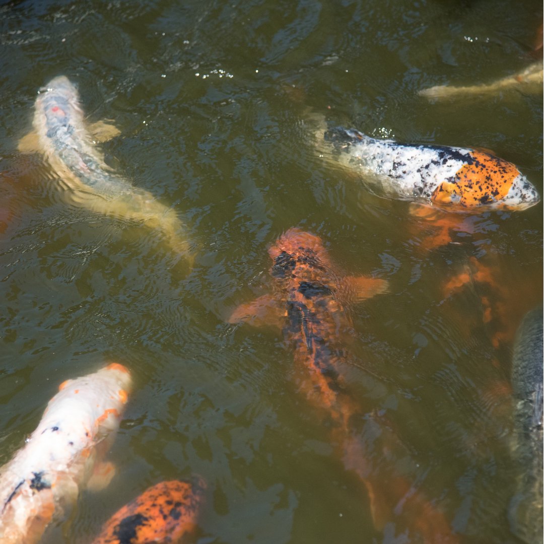 FishScienceLtd's tweet photo. 𝔻𝕚𝕕 𝕐𝕠𝕦 𝕂𝕟𝕠𝕨?

At low temperatures, your pond fish feed less frequently. Only feed them if they are actively looking for food and rise to the surface to feed. This will reduce the amount of excess food in the water which could cause issues with water quality. 
 #pond https://t.co/g5zMXr9NPI