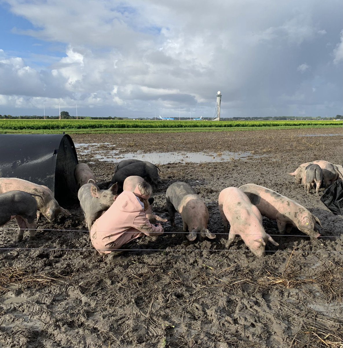 Dutch pig patrol trotting to top of <a href="/BBCNews/">BBC News (UK)</a> charts bbc.com/news/av/world-…  

Yes, it was as much fun to shoot as it looks (on 📺📻💻📱today)🐷🦆✈️