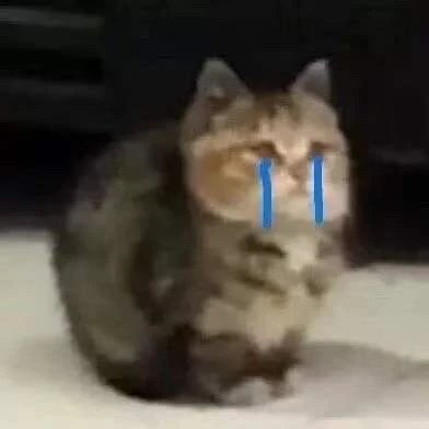 strict58177229's tweet photo. @blanketsu I'm gonna cry. https://t.co/T5eDoKrGmd
