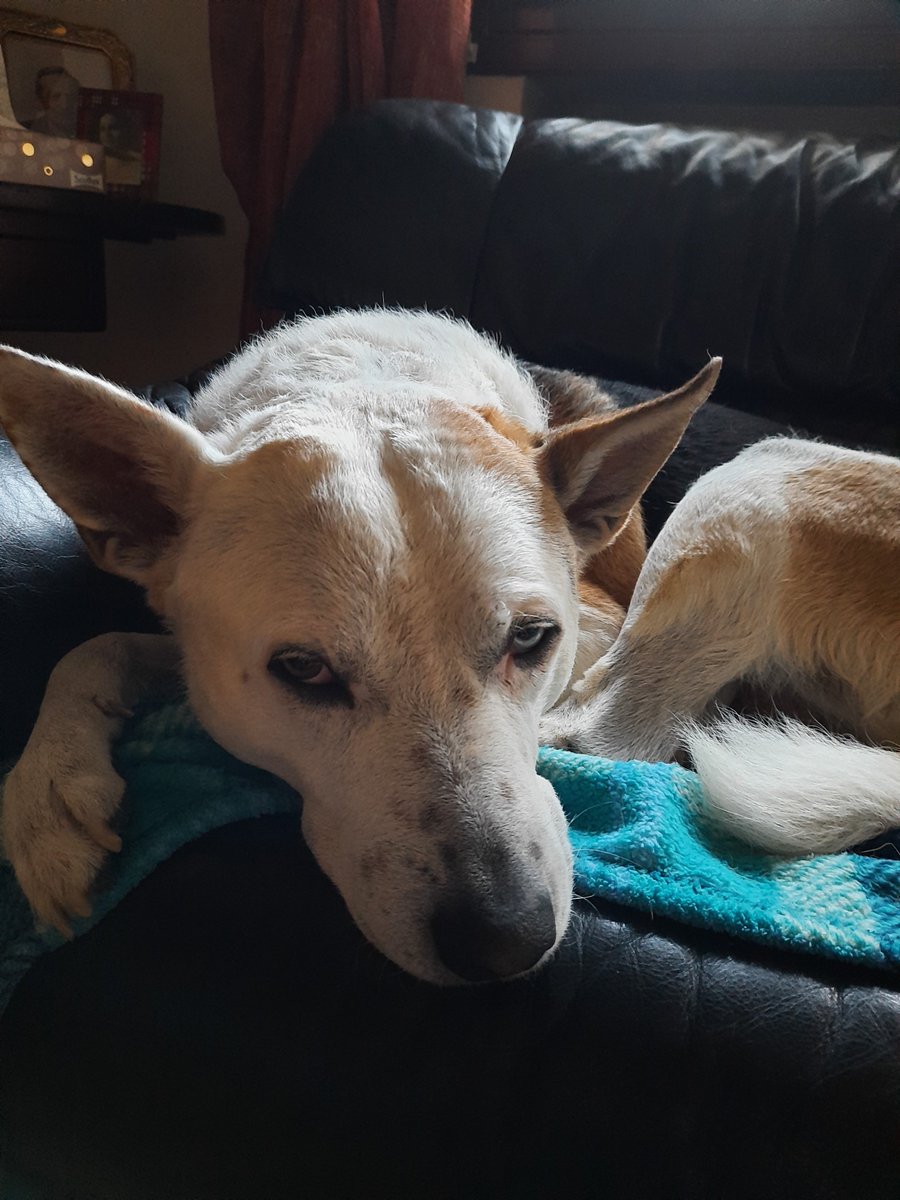Buon Compleanno meraviglioso Ice....9 anni ma sei sempre il nostro cucciolone ❤❤❤
