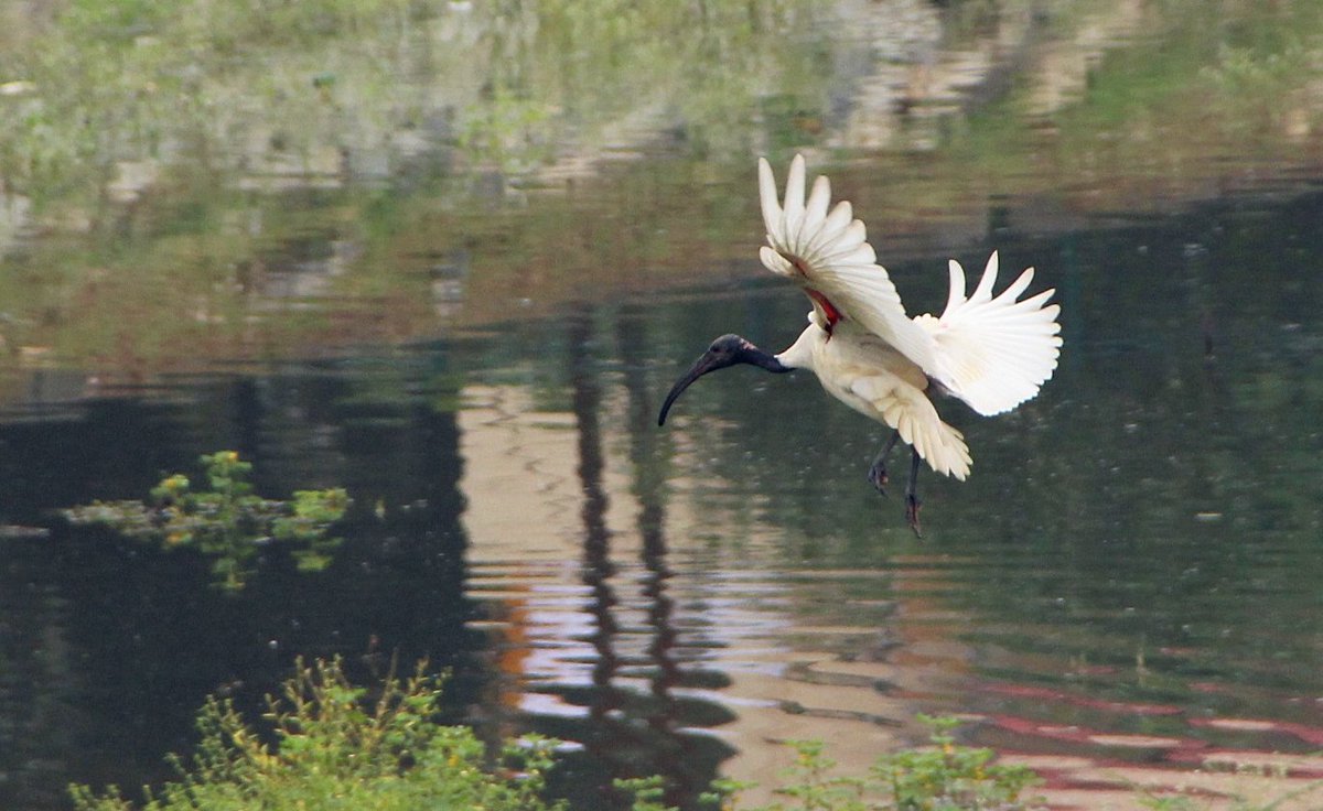 Raghavendra B Pachhapur tweet media