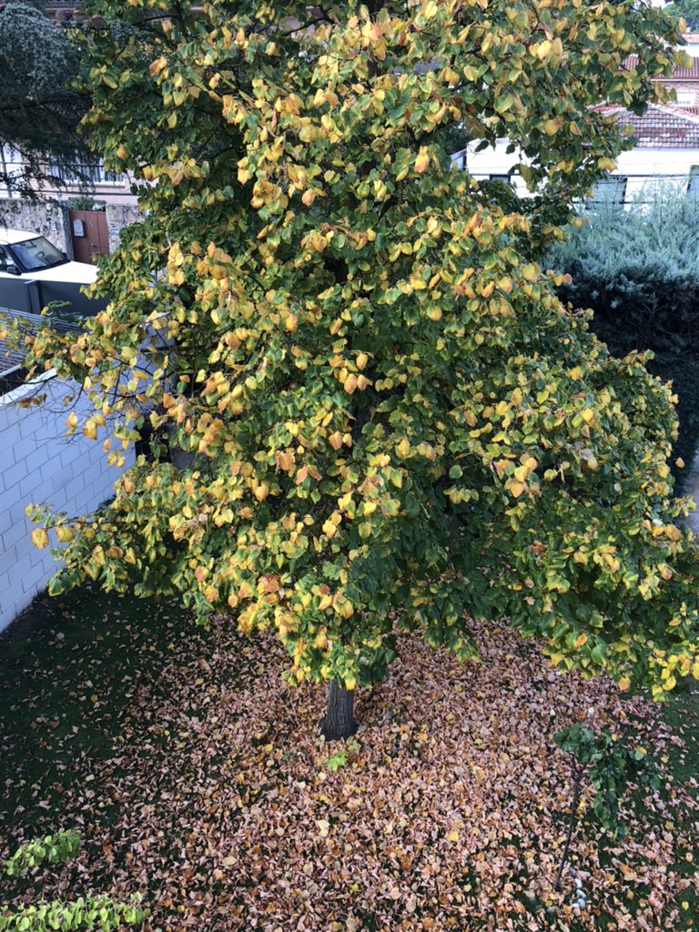 Otoño, no hay vuelta atrás! 🥺