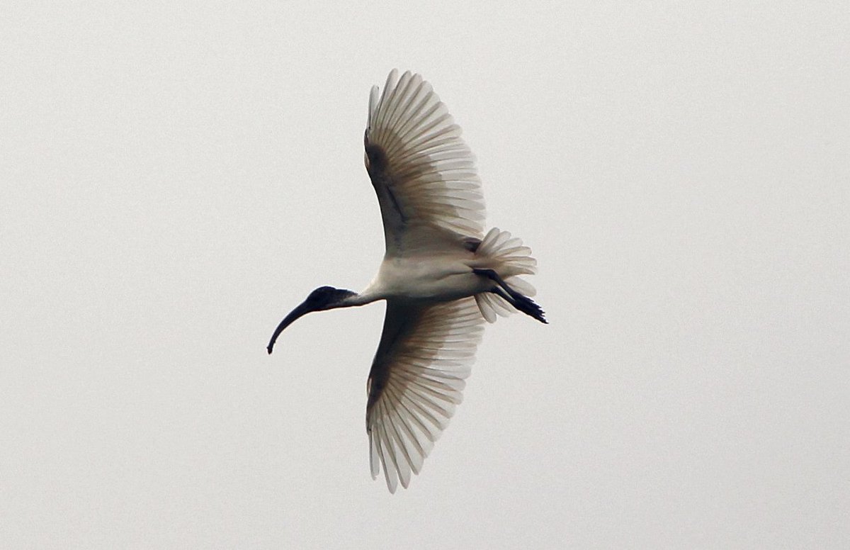 Raghavendra B Pachhapur tweet media