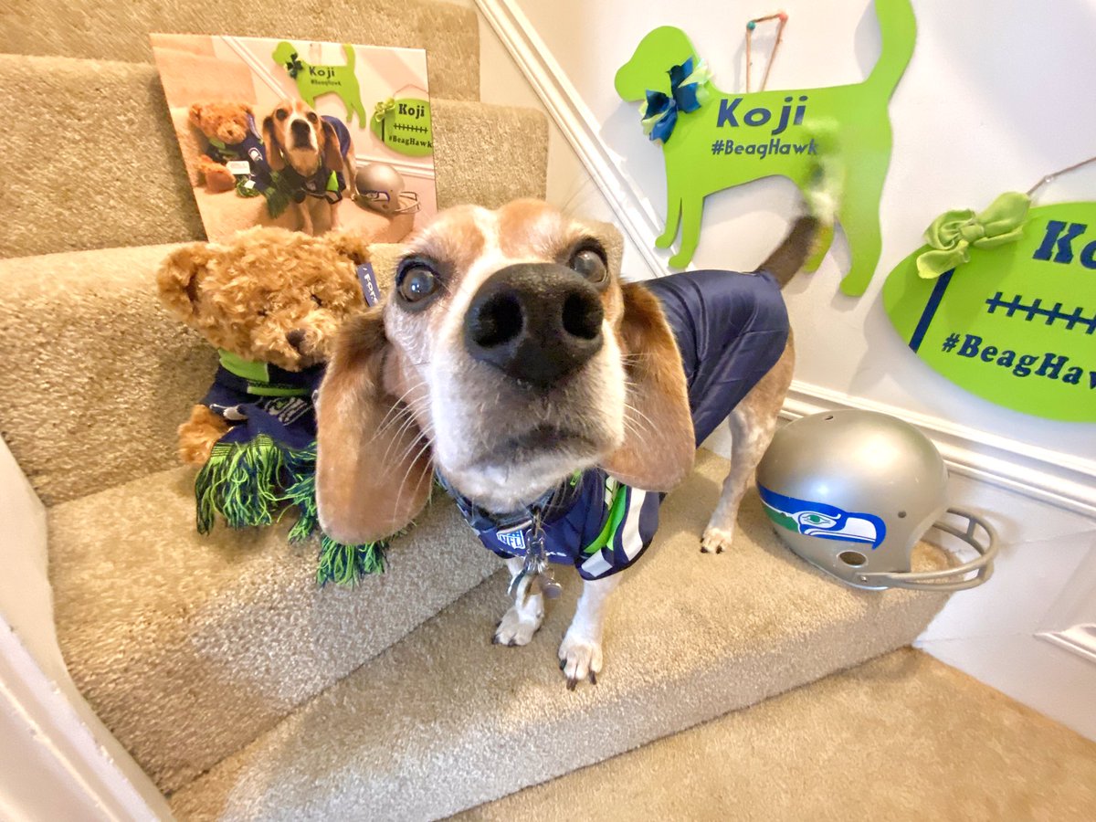MurphyBeagle's tweet photo. Received a wonderful gift from my pal @BeagleMarcoPoLo today. It’s a canvas reproduction of a photograph of me as a #BeagHawk. Human tried to photograph me with the #Seahawks bear and helmet with the picture. #BeagHawks https://t.co/WcEyOuMdua