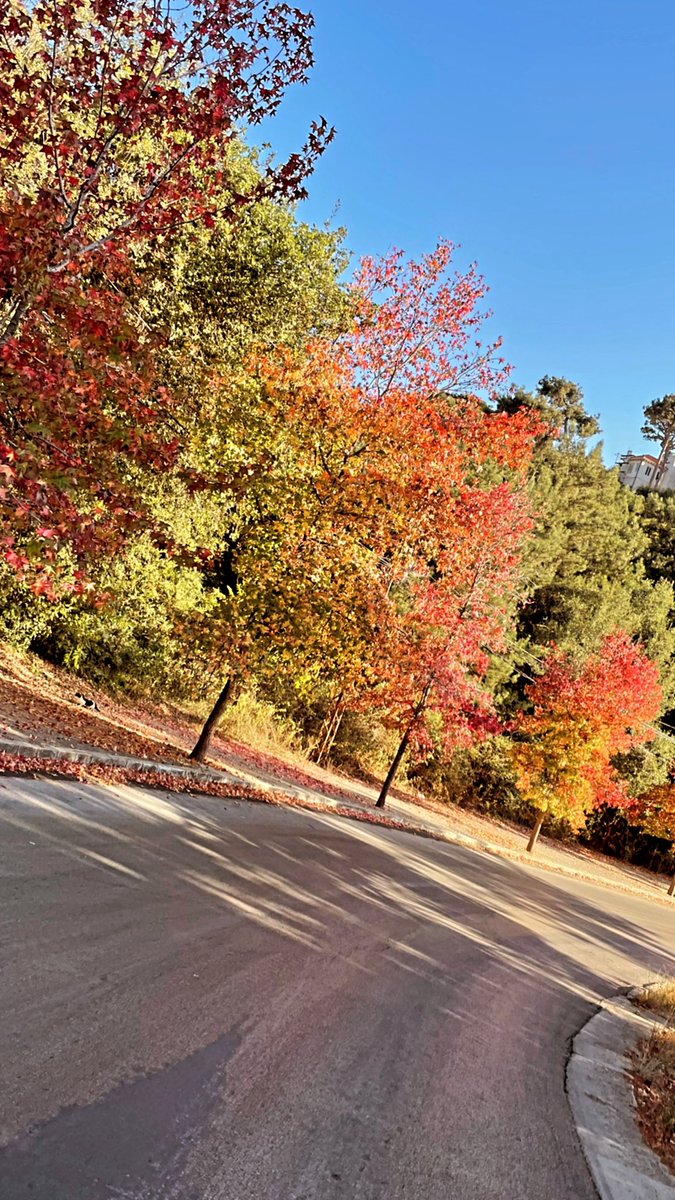 ritalamah's tweet photo. October leaves 🍁 #lebanon https://t.co/TraT43uQgw