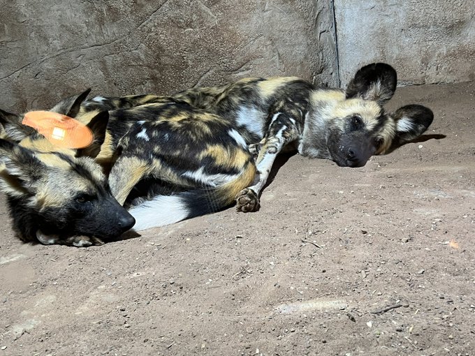 I went to the zoo Thursday and I&rsquo;m still thinking about these cuties 🥺😩 https://t.co/xjOgh3uhYR<a href="/tag/newprofilepic"class="tags"><span>#newprofilepic</span></a>