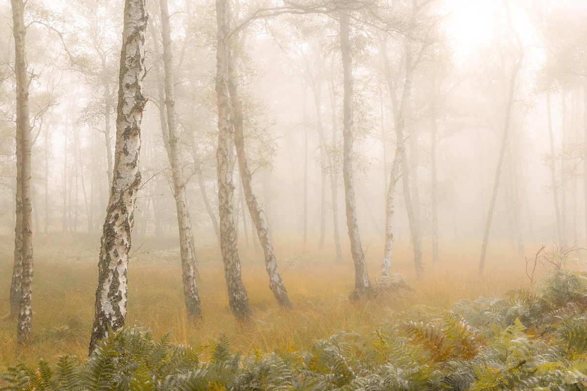 Silver Birches just as the fog is starting to lift

#scenesfrommk #lovemk #aspleywoods #woodlands #woodlandphotography #ThePhotoHour #Autumnvibes #photography #silverbirches #treestreestrees