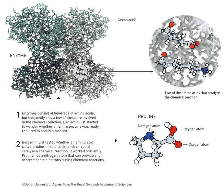 2021 chemistry laureate Benjamin List had an out-of-the-box question: do amino acids have to be part of an enzyme in order to catalyse a chemical reaction? Or could a single amino acid, or other similar simple molecules, do the same job?

Learn more: bit.ly/2YDTYO5