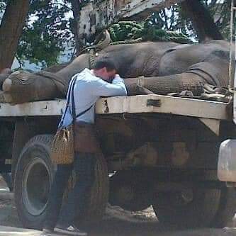 Maracay hayvanat bahçesindeki fil Lucki 80 yaşında öldü ve hayatının her dakikası hapiste geçti.
Tüm dünya diz çökmeli ve özür dilemeli.
#HayvanatBahceleriKapatılsın