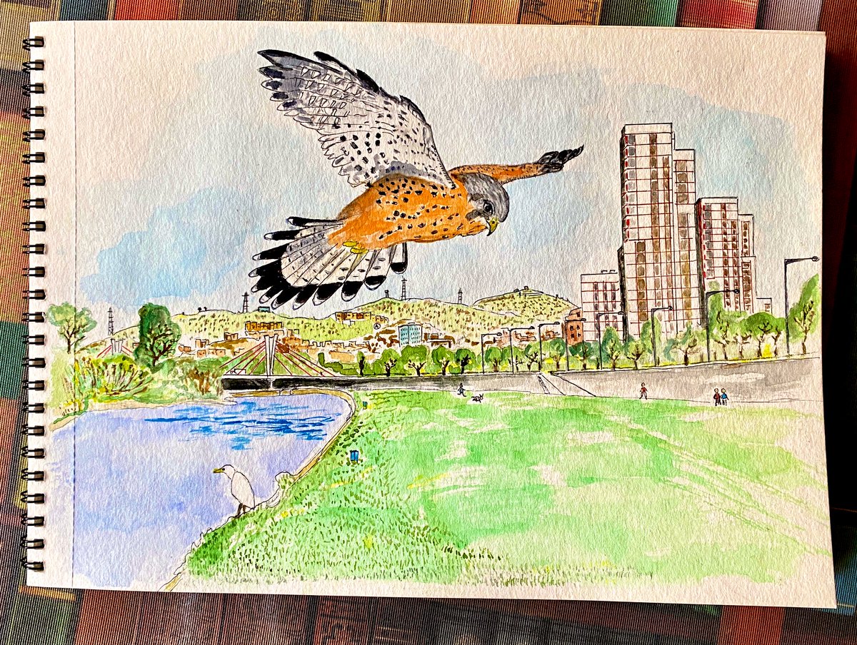 serrotocap's tweet photo. Xoriguer planant les ales #falcotunniculus #dibujillo de #cernicalovulgar cerniéndose #birdsketch #parcfluvialbesòs #watercolorsketching #nevskayapalitra #santacolomadegramenet en Parque fluvial del Besòs https://t.co/2tw4g80NNt… https://t.co/bqw6ld8xvo