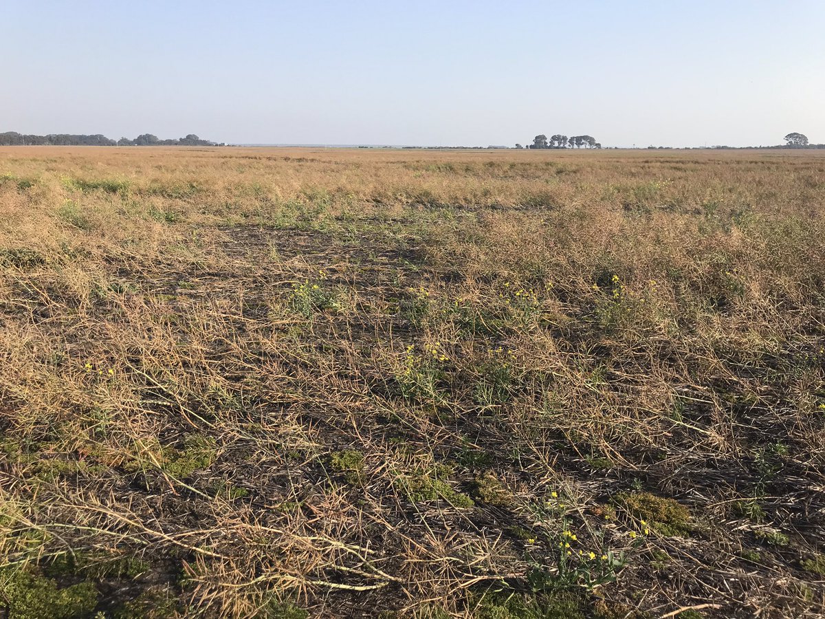 iMc Fels 📲🌾 tweet media