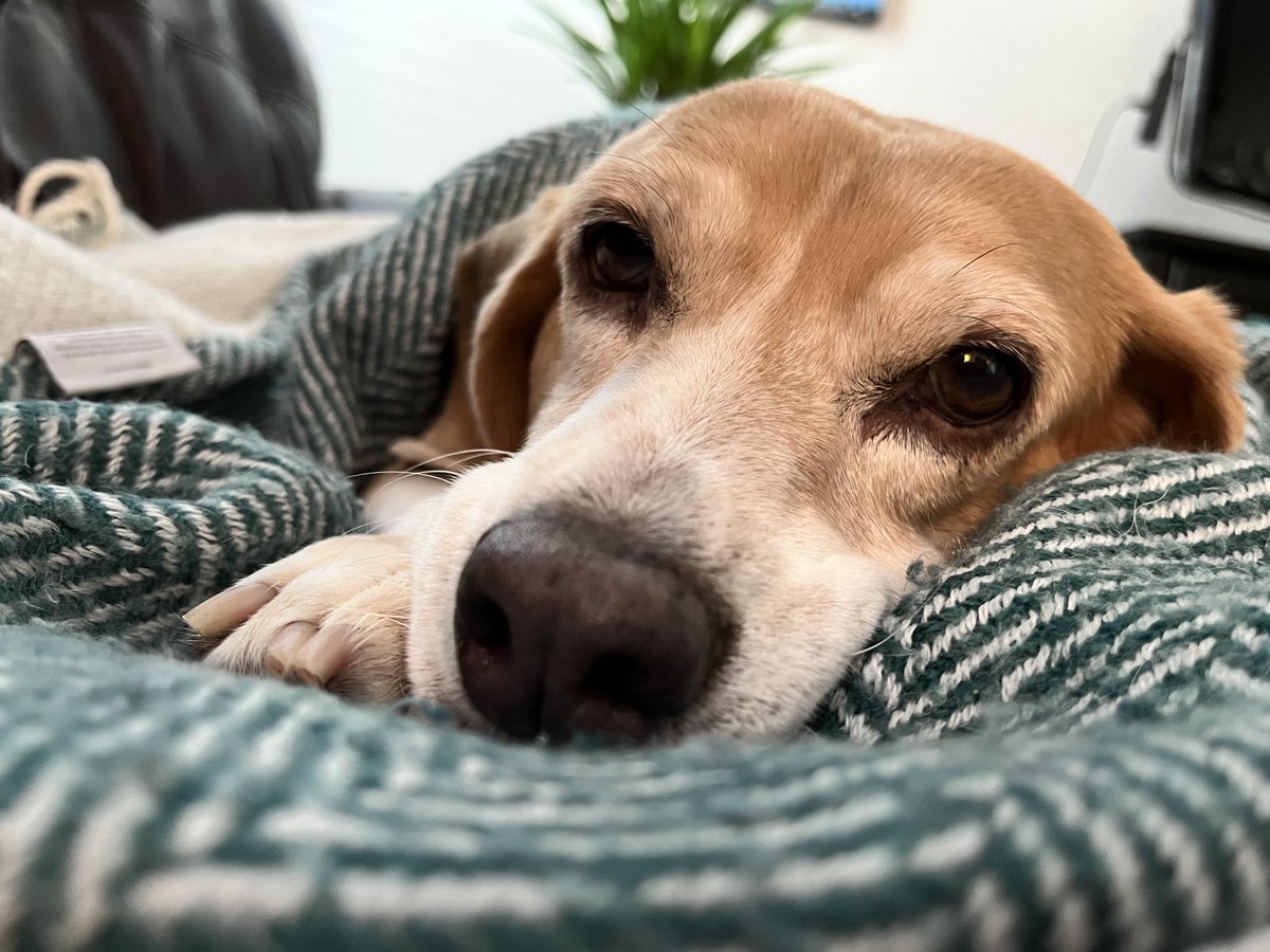 Cricket says she might like another blankie this morning. #Beagles #ChillyMorningWalk