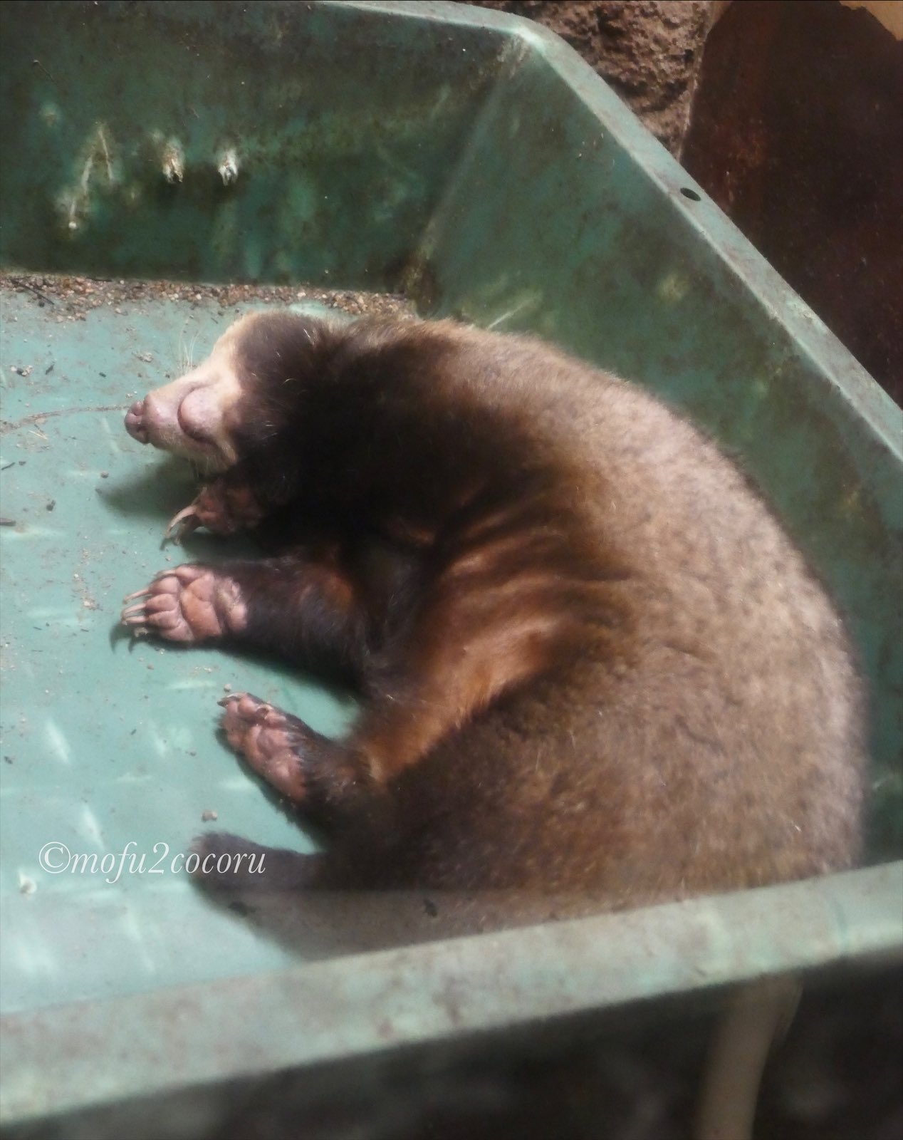 天王寺動物園ナイトzoo Twitter Search Twitter