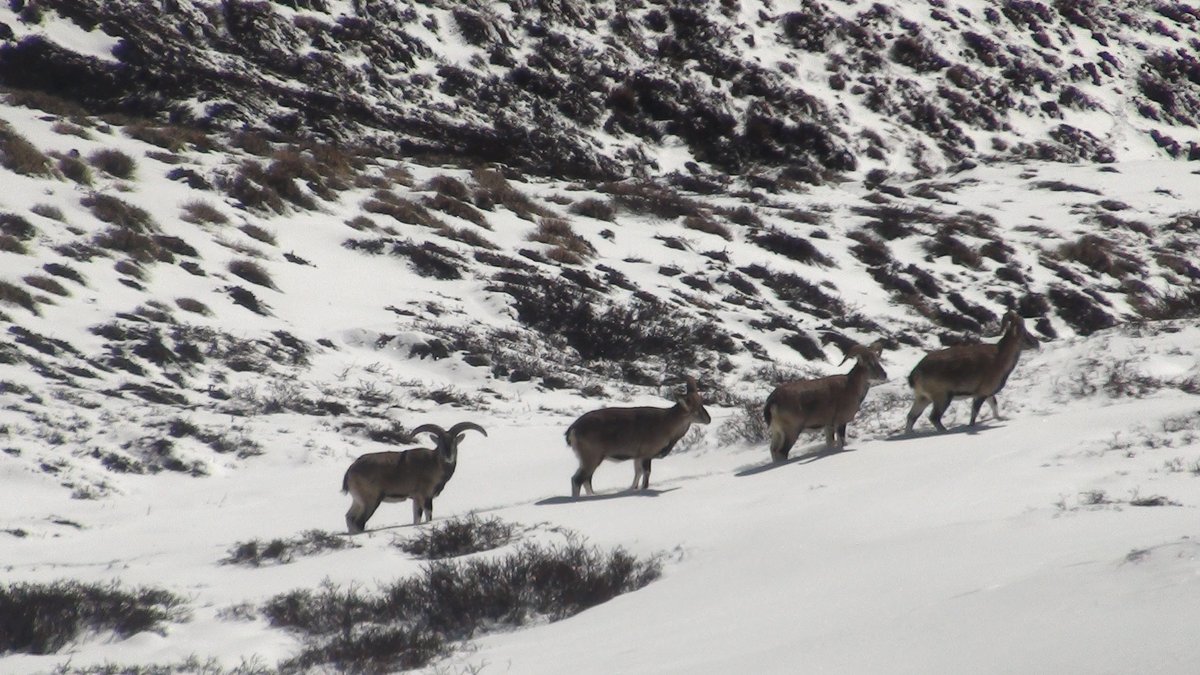 ITBP_official's tweet image. Images from the #Himalayas

Pictures by ITBP personnel

#Himveers
