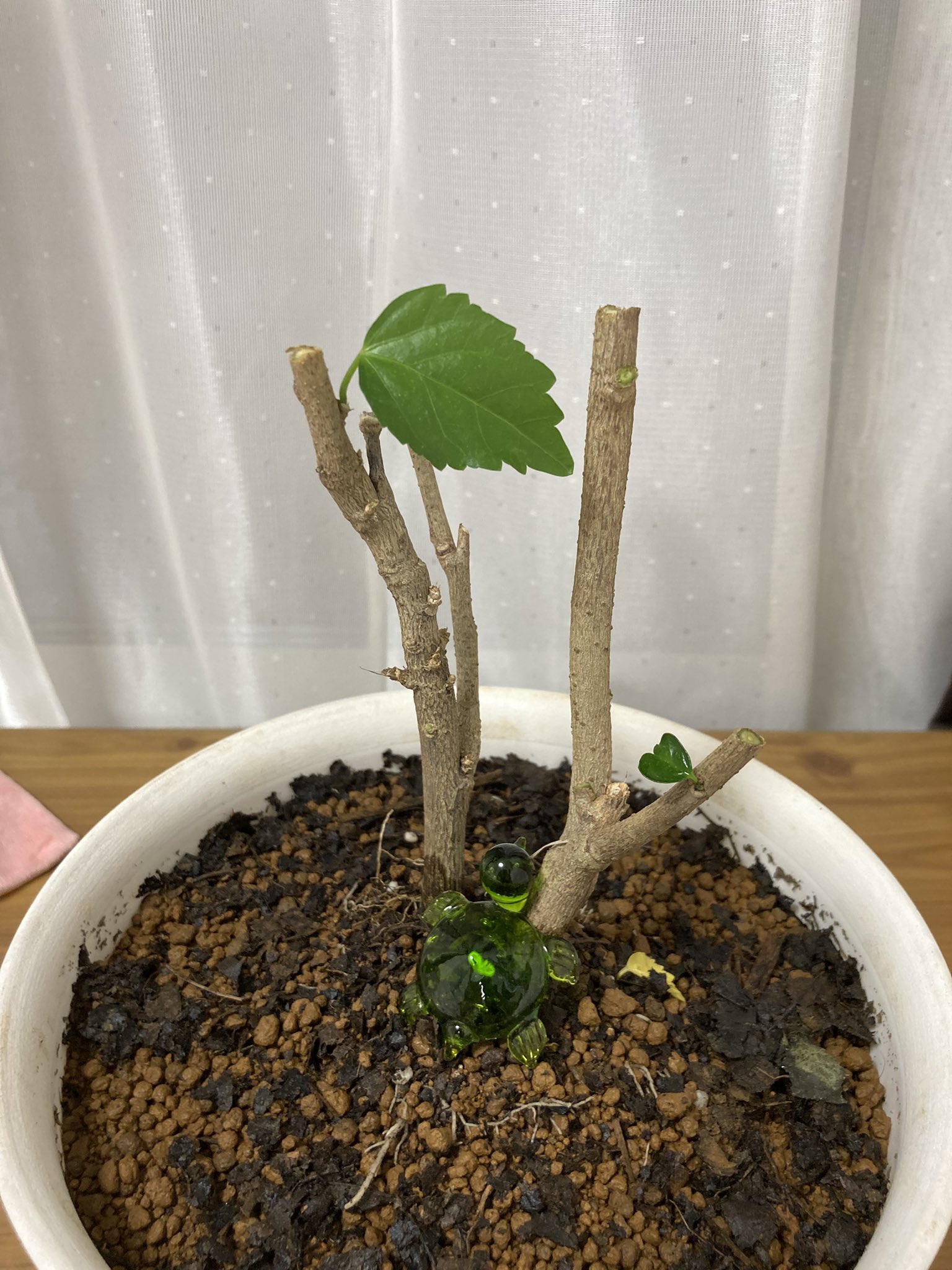 有我トネ 学校説明会でハイビスカスの苗をいただいた 生まれて初めて植物を育てる事に挑戦する ネットで調べて真似てみた 枝をかなり切り落とし 鉢を替えた 大丈夫かなぁ 枯れないでね ハイビスカス 花のある生活 ガーデニング 花日記