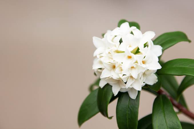 Twitter 上的 りんてゃ Dish 沈丁花の歌詞を文字起こししてみたらサビの言葉全部違って刺さった さすがはっとりさん 沈丁花の花言葉は 栄光 不死 不滅 永遠 Dish と私たちの関係が 永遠 でありますように 北村匠海 矢部昌暉 橘柊生 泉