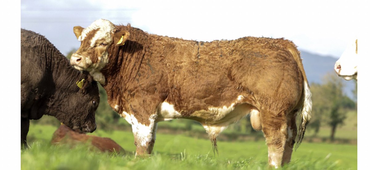 🌟🌟IRELANDS LARGEST SUCKLER FARM SALE OF E &amp; U GRADE WEANLING BULLS TOMORROW MONDAY OCTOBER 18th @ 6:30pm🌟🌟

On Behalf of Tateetra &amp; Rathmore Farms we are delighted to bring to you the Elite Sale of E &amp; U grade weanling Bulls tomorrow October 18th @ 6:30pm. 

042 9741785