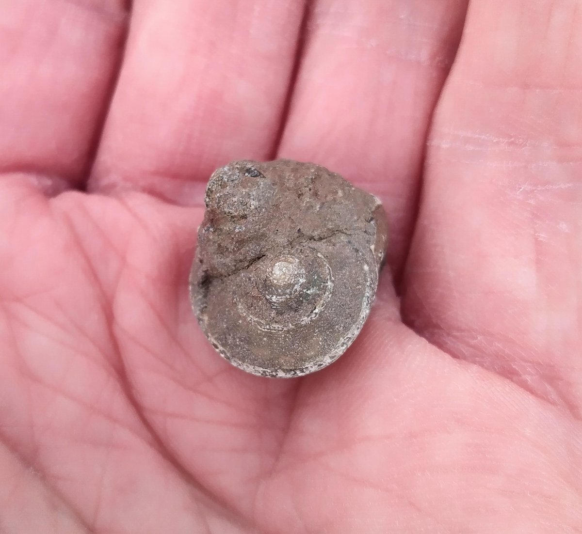 CharmouthHCC's tweet image. A rarer find on today&apos;s #FossilWalk, this well preserved Jurassic sea snail (gastropod). This species (ptychomphalus expansus) has a very squashed spire, so doesn&apos;t have the classic unicorn-horn shape that most do!