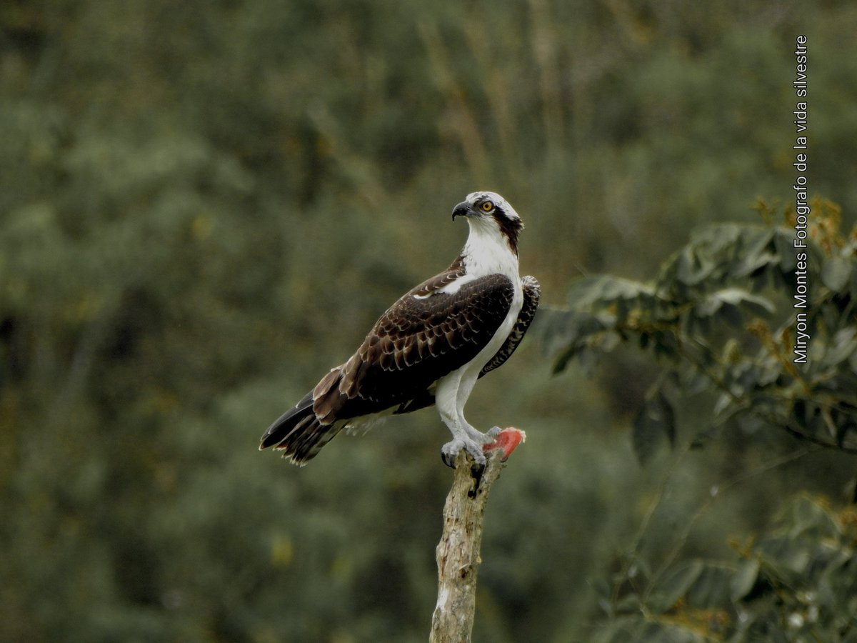 MiryonMontes's tweet photo. Pandion haliaetus
Registro en Pitalito Huila Colombia
#avesdelmacizocolombiano
#CAM
mayormente blanco por debajo, que cruza sobre lagos, ríos y manglares en busca de peces. Impresionantemente distribuido: se encuentra en todos los continentes, excepto en la Antártida. https://t.co/LtmBZmcPKQ