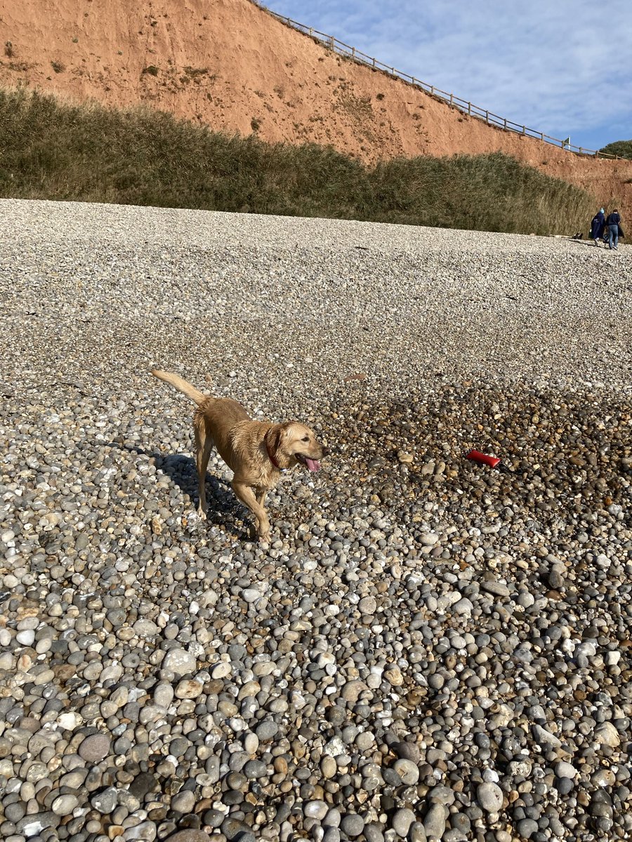 PeterRobinMason's tweet photo. According to the weather forecast it is the last day of summer today, rain and cooler tomorrow, so we took Honey to Sidmouth again. A play in the sea, a walk and then a coffee for us. https://t.co/TaVDS8zf7Z