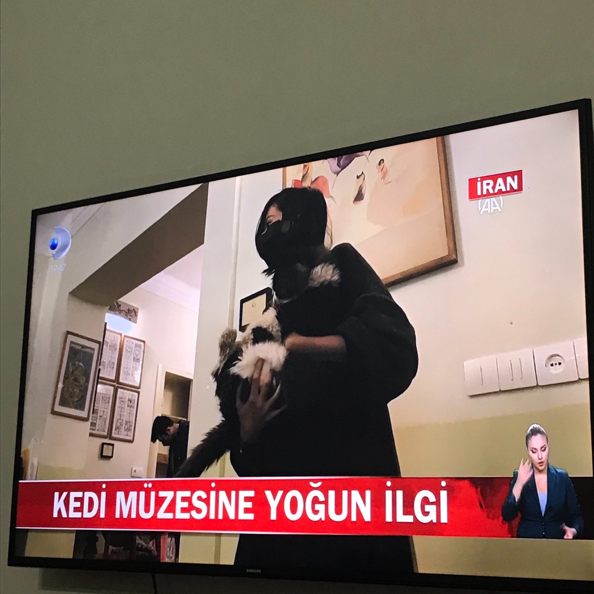konyadaki tum kedileri toplayip meramda muze acmam yok mu..