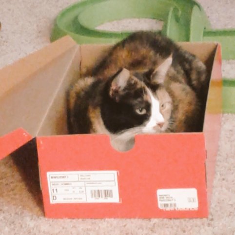 A new box for my 2 year Gotcha Day! We think I am 4 years old but only the last 2 count. #catboxsunday #cats #AdoptDontShop