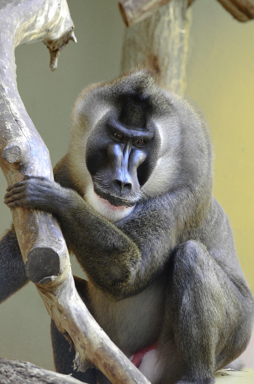 𝔽𝕦𝕞𝕚𝕗𝕦𝕞𝕚 Ch ちなみに マンドリルはライオン キングのラフィキの動物です ドリルの方は知らない人もいるかもしれません ドリル 全長 80cm 直鼻亜目の真猿型下目 狭鼻小目オナガザル科オナガザル亜科ヒヒ族マンドリル属の猿 マンドリル