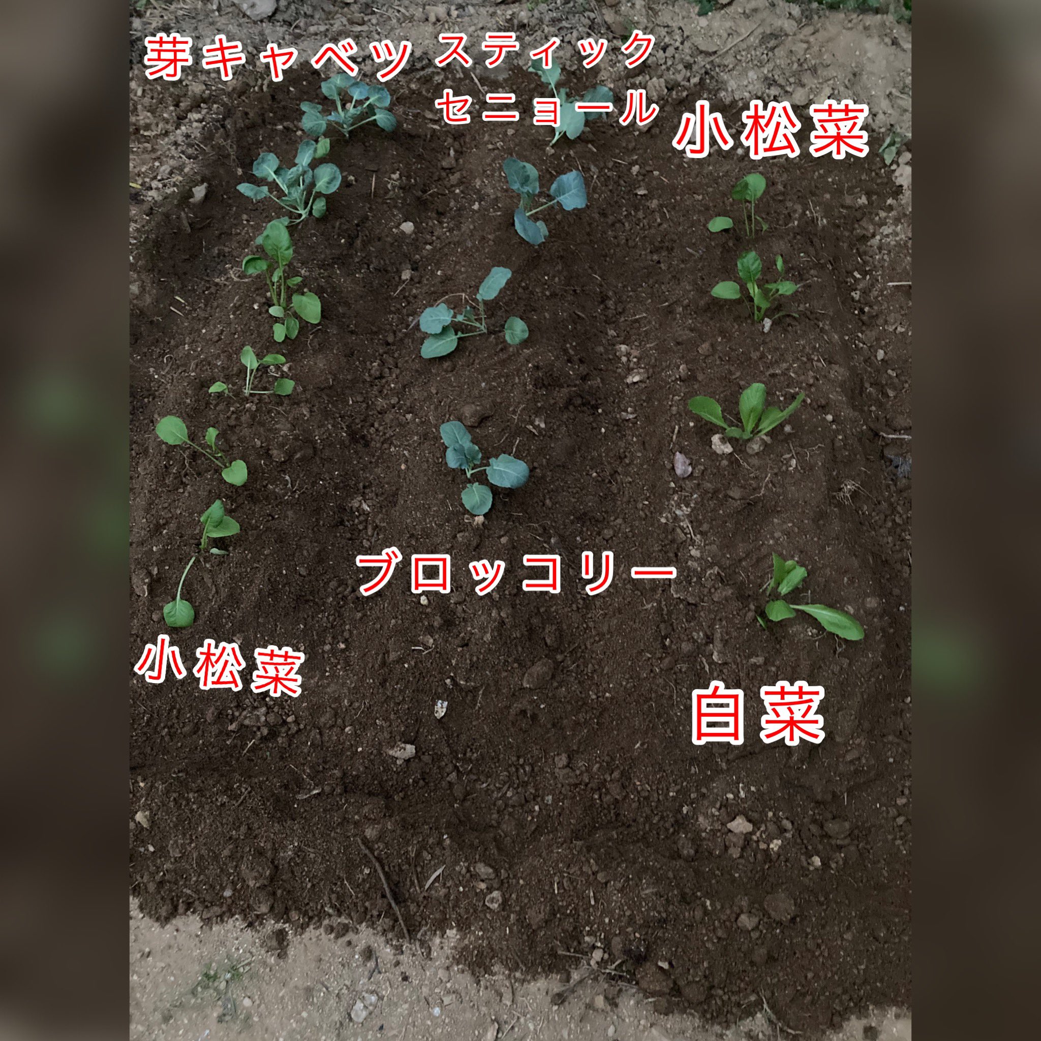 人間ブルドーザー Twitter Search Twitter