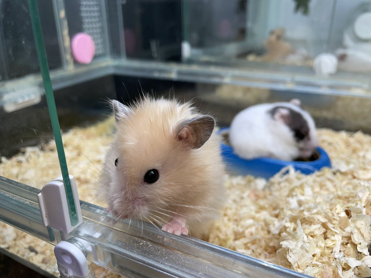 ゴールデンハムスター色々なカラーおります！ 定番のキンクマから
