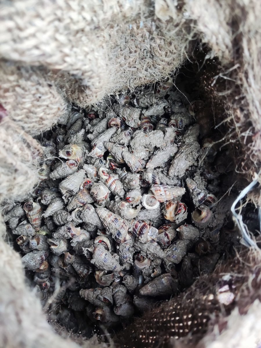 BP2MHKP Wilker Selatpanjang tweet media