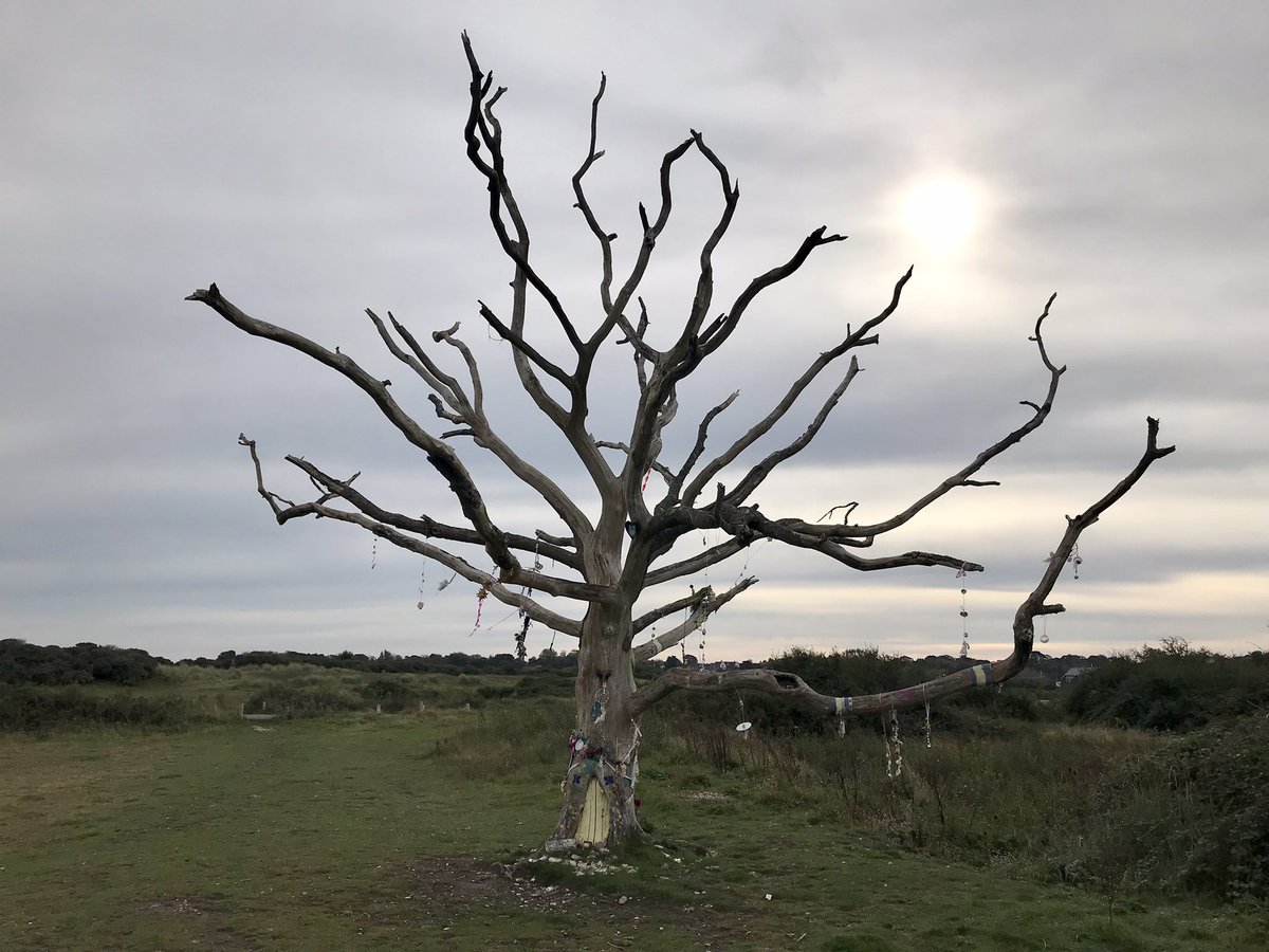 Zakitina_Lily's tweet photo. Just popped out to the #Duver #isleofwight very calm and peaceful this morning the tree although a shadow of its former self is beautifully decorated  @VisitIOW @jaymar6665 @VisitSouthEast https://t.co/hWbpVJF7fk