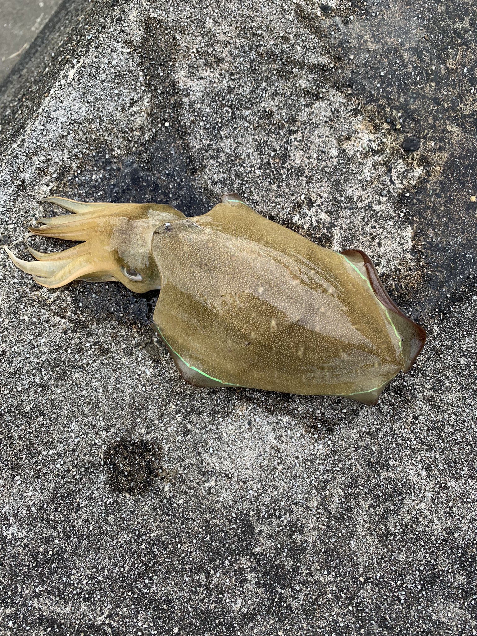 アオリイカに出会えない Twitter Search Twitter