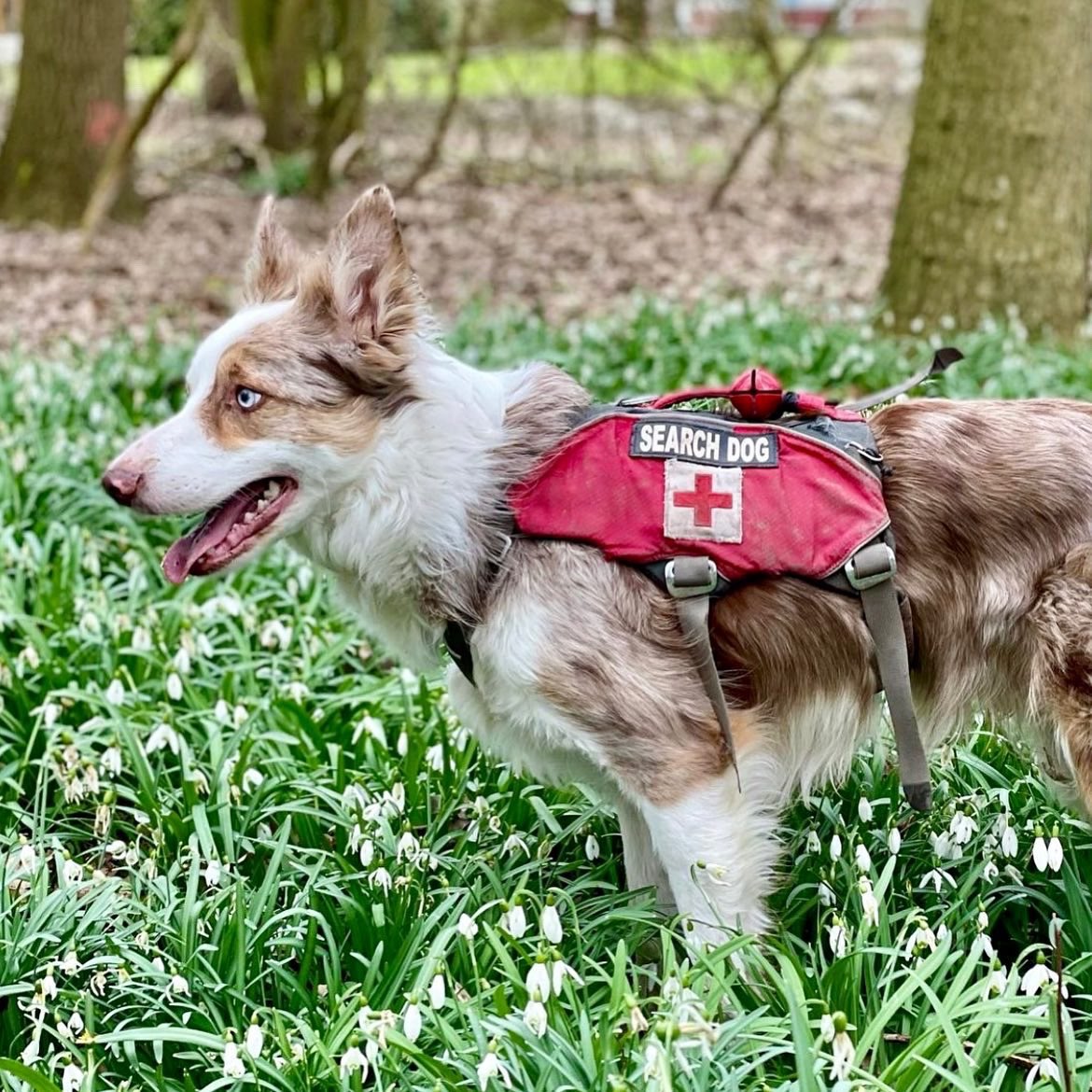 k9planet_japan's tweet photo. 🇳🇱Search and Rescuedog "Charlie"
オランダの災害救助犬"Charlie"
#repost @bordercollie_searchdog
#k9 #k9planet #workingdogsofinsta #searchandrescue #workingdog #searchandrescuedog #bordercollie #searchdog #k9searchandrescue #dogtreking #災害救助犬 #ボーダーコリー https://t.co/ohZ4S6opUZ