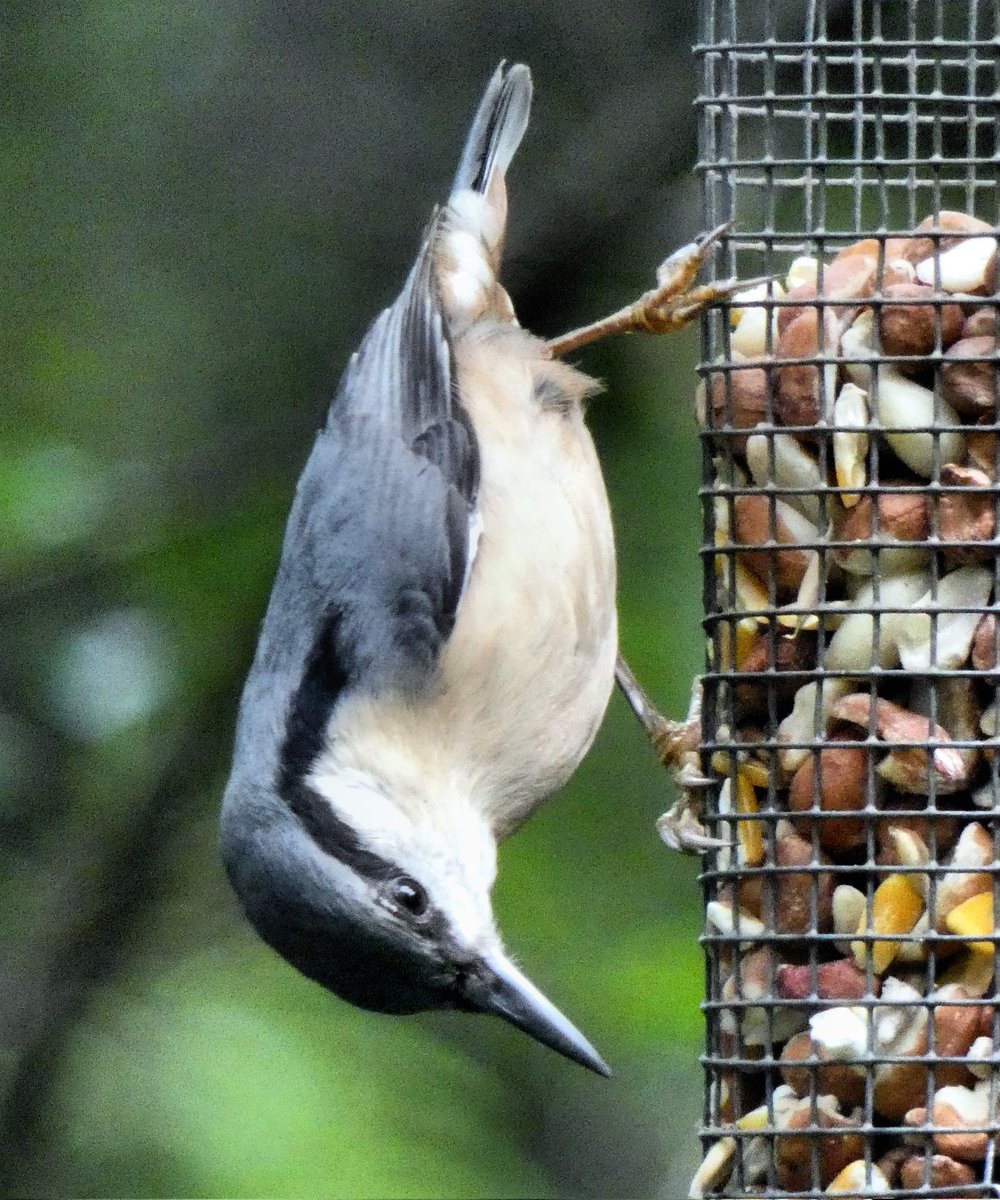 kathleendawson9's tweet photo. #nuthatch #wildlife #bird this image will be made in #gifttags #packsof5 #availablenow #10% of each sale will go to #Thespinnies(aberowgen) for bird π¦food @UKGiftHour @WildlifeComms @HourWelsh @cymrulleol @NorthWalesOffer @YourNorthWales @Cymruwrthgalon @WalesHour https://t.co/IxJ3K4lctf