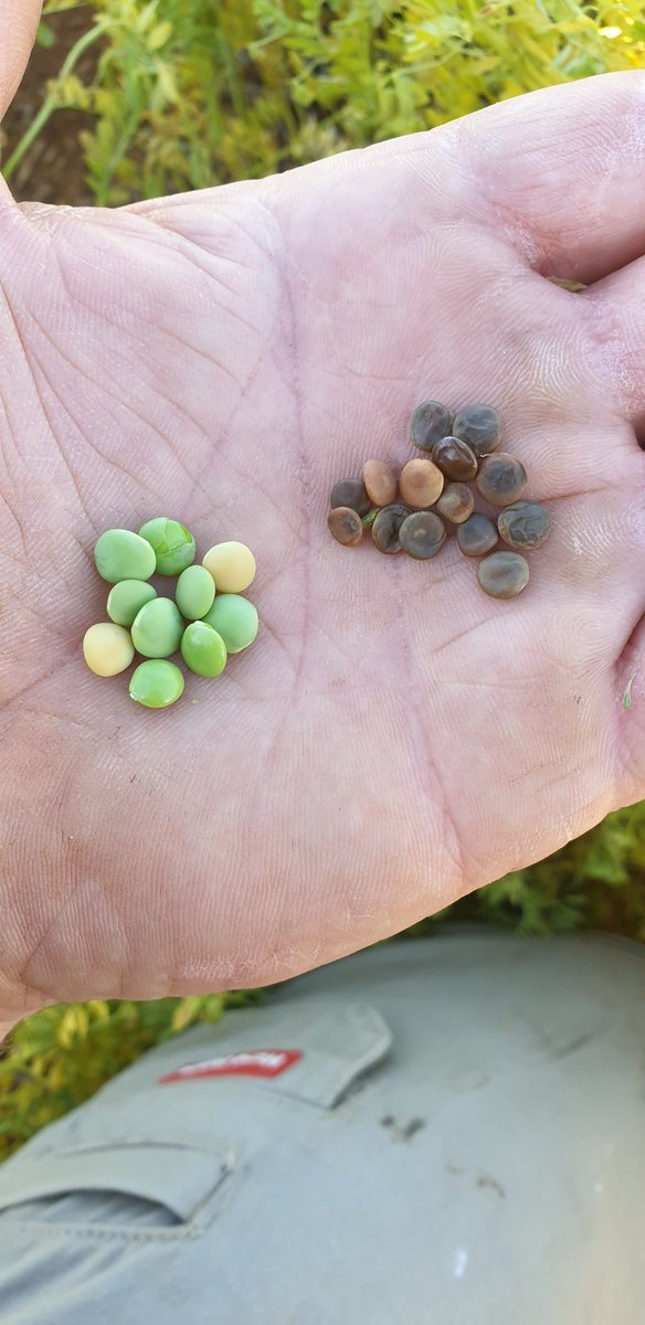 The difference a week in maturity can make. Chafflines hanging green 50-70% frosted, remainder of crop less than 5%.