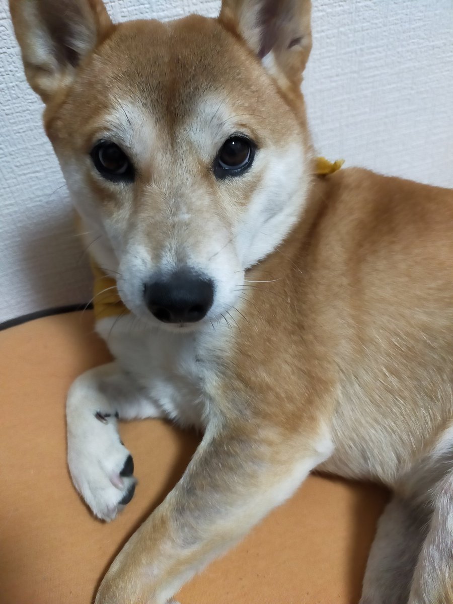 ROCK_Rityan's tweet photo. 薬飲む前と薬飲んだあと(3週間くらい)
良くなってきました🥺
#柴犬の��る暮らし 
#アレルギー
#お薬と上手く付き合っていきます https://t.co/WsQsC1X0aK
