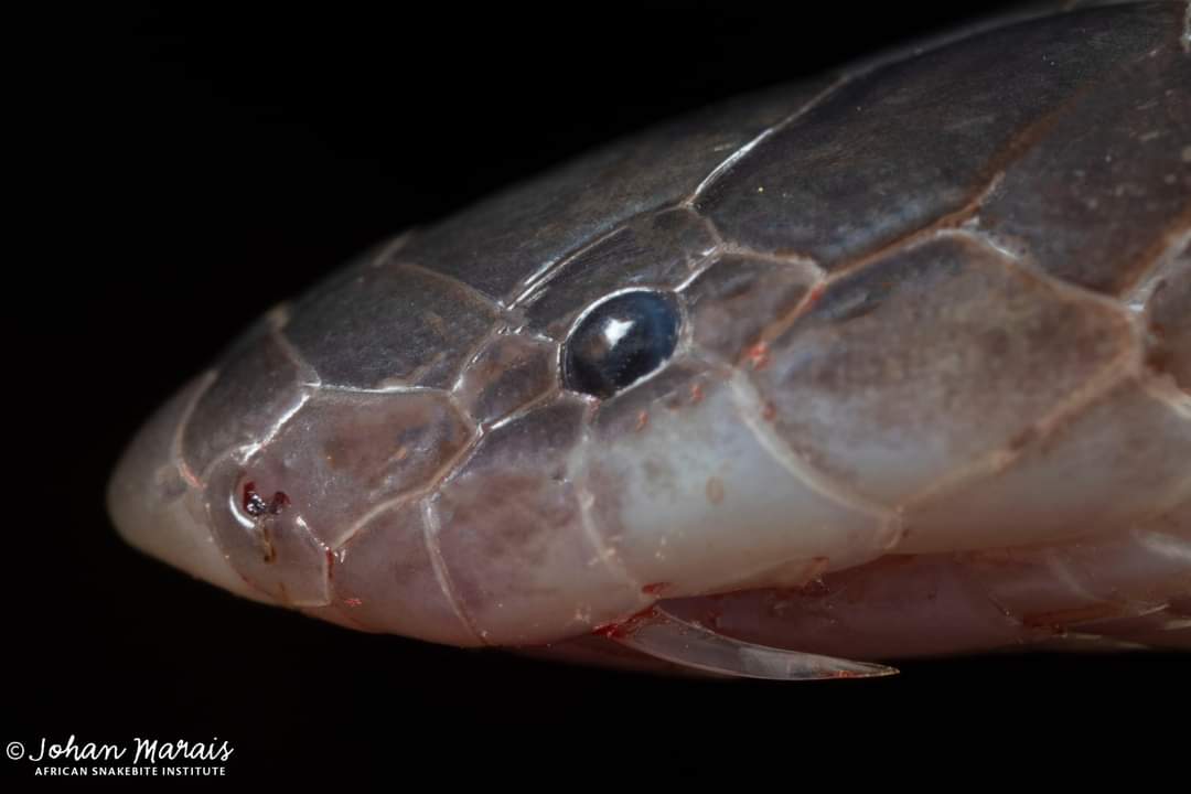 KerioSnakebites's tweet photo. Bibron's Stiletto Snake (Atractaspis bibronii) from Dinokeng showing its fangs. This snake has long fangs that protrude from the side of the mouth, even when closed. It is impossible to handle safely and if picked up, the snake will bite. /Courtesy #AfricanSnakebiteInstitute https://t.co/yX51jpCCe5