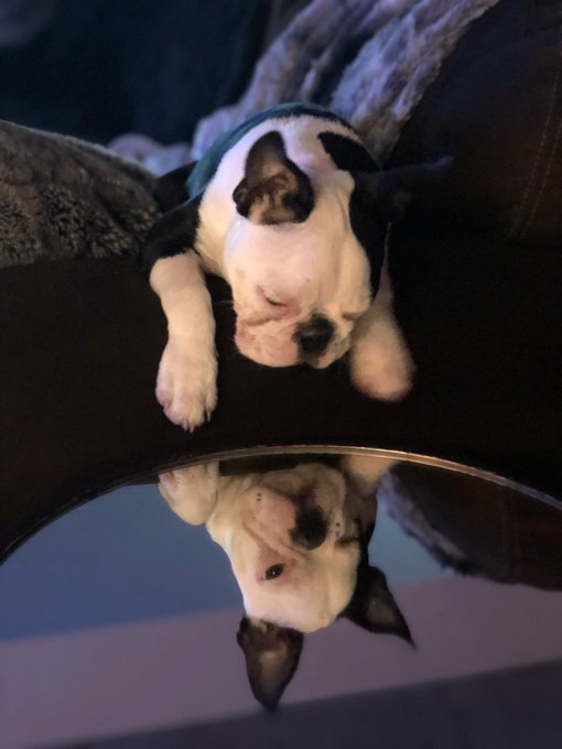 Grateful af for this little guy, especially at night. I have some of the worst insomnia and still get<a href="/tag/mondaymotivation"class="tags"><span>#mondaymotivation</span></a>