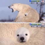 どういった仕組みなのか知りたい？シロクマ親子の様子!