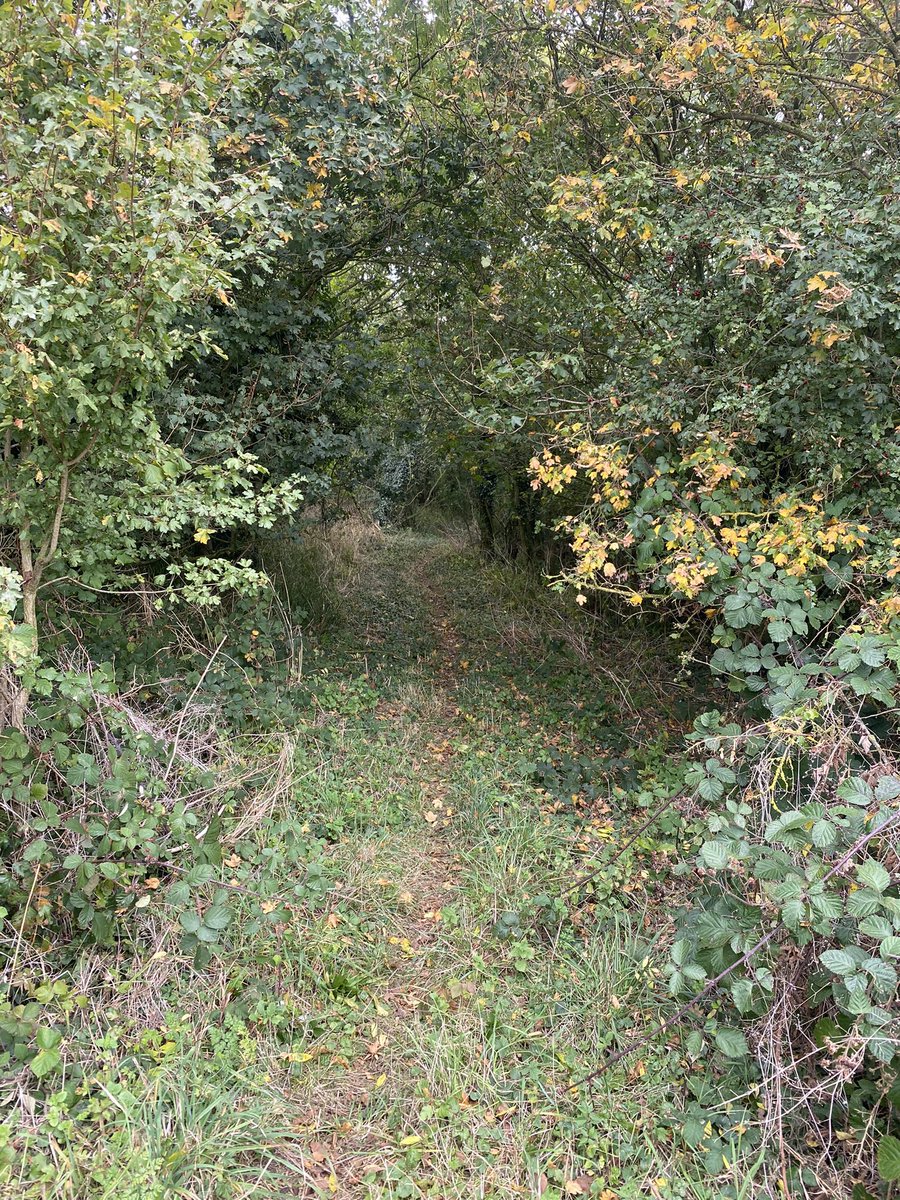 Twiggy Bigwood tweet media