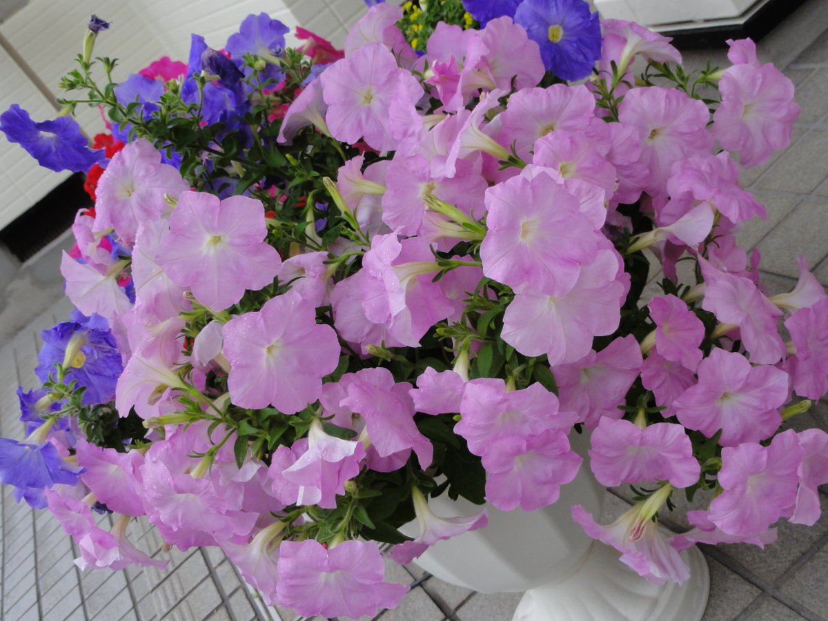 Top Tweets For クランベリー Twstalker