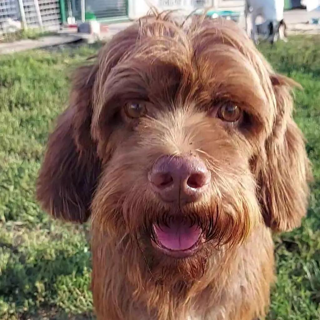 SENZA IL VOSTO AIUTO NON RIUSCIRO' A TROVARE UNA FAMIGLIA!!!  AIUTATEMI CONDIVIDENDO IL MIO APPELLO ❗❗❗ 

🔴 ANCHE SE SONO EPILETTICO, MERITO UNA FAMIGLIA ANCH'IO!!!
Sono Brown, ho circa 5 anni, sono molto tranquillo e poco invadente.  Per nformazioni 
347/1705443 Ilaria