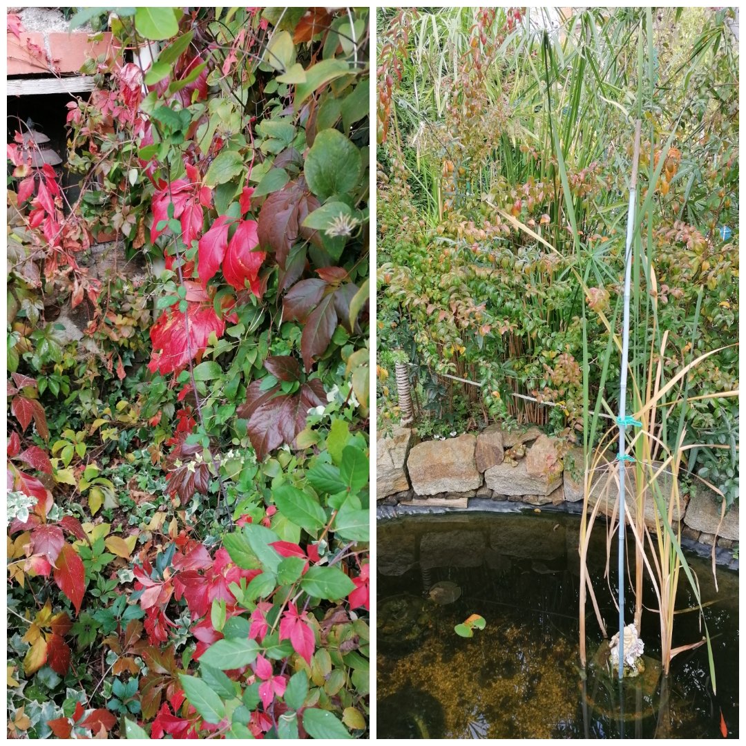 laroulotte49's tweet photo. Les jolies couleurs de l'automne au jardin 👍
#cosmos
#vignevierge
#ipomées
#oeilletsdinde
#capucines
#roseaux
#bassin https://t.co/OsivMCDVql