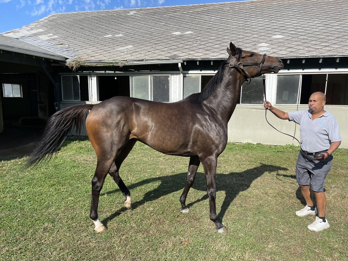 MBOConnorRacing's tweet photo. Welcome to #TeamMBO Clear Vision who comes into the barn of back to back wins posting 94+ beyers in both starts. Excited to add this guy to the team! https://t.co/bTi5575inX