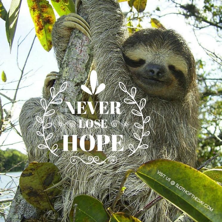 day_sloth's tweet photo. Sloth Says... Never Lose Hope
Learn more about these adorable creatures please visit our website https://t.co/mXqe9I0Gbi
#sloth #slothaddict #lovesloth #slothlover #slothoftheday #slothquote https://t.co/klIiyZqDeK