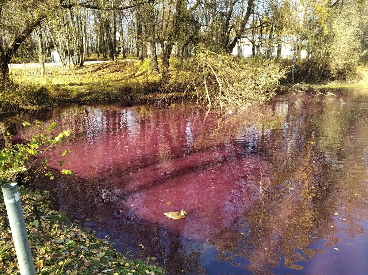 Алекс К tweet media