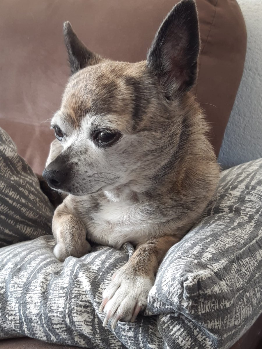 kawwana's tweet photo. I don't know how to live without you 💔 #Ozzie https://t.co/1LIfWu6ZCA